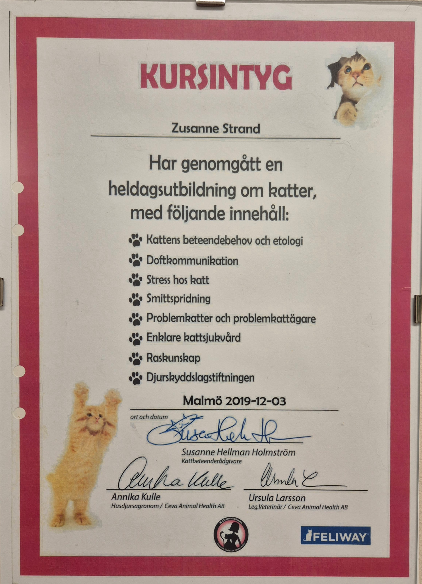 Kursintyg för Zusanne Strand från heldagsutbildning om katter