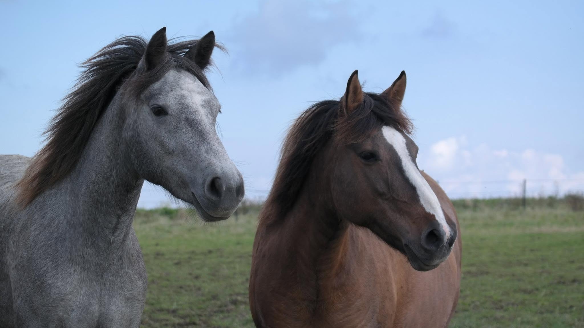 Hästar som betar i hagen på Hästhaga Gård i Skåne